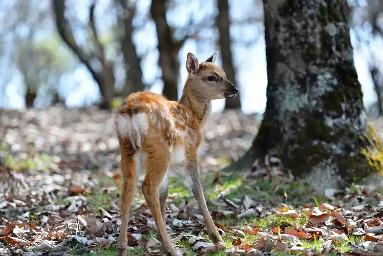 神农架野生梅花鹿20