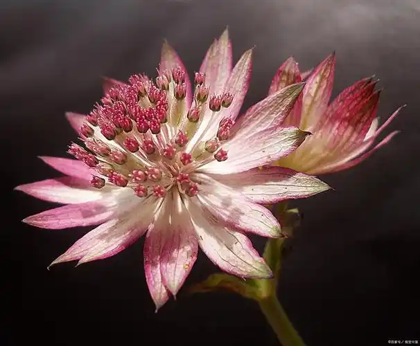伞形花序和伞房花序的区别