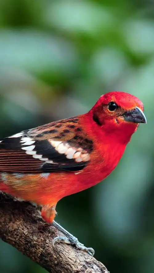 红羽毛的鸟,分支,背景虚化 iphone 壁纸