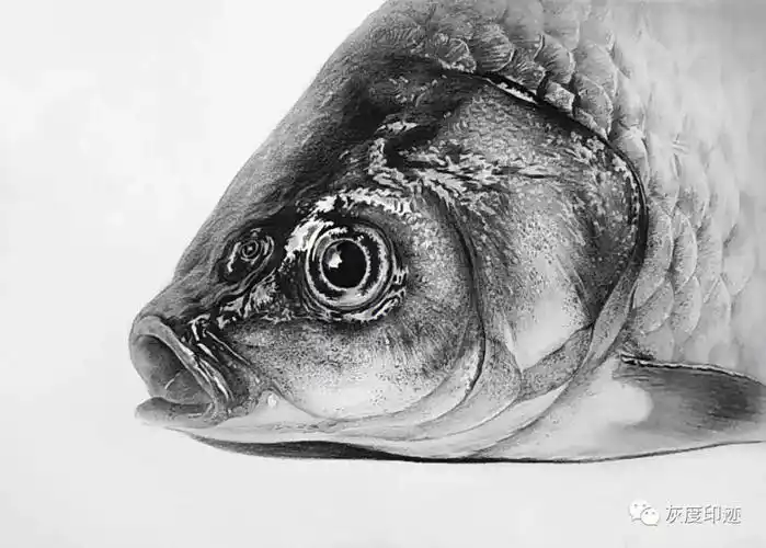 鱼头画法图文步骤