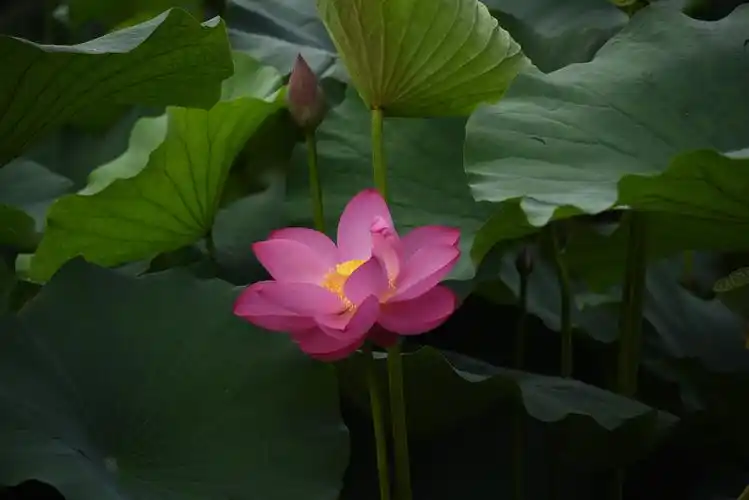 风景在湖中.2019年8月4日,o型血,摄影,制作.