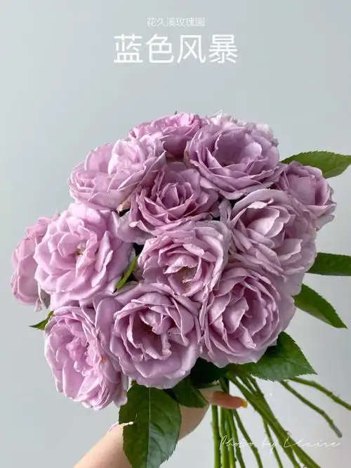 手机摄影  #月季  #月季蓝色风暴  #花久溪flower  #花久溪玫瑰园