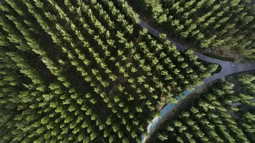 陕西合阳:生态屏障建设见效