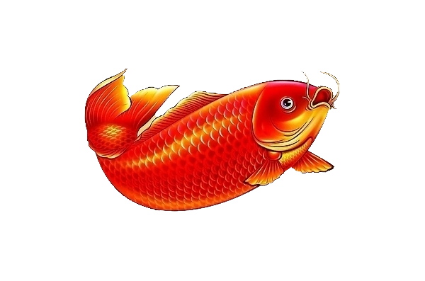 鲤鱼鱼图片大全