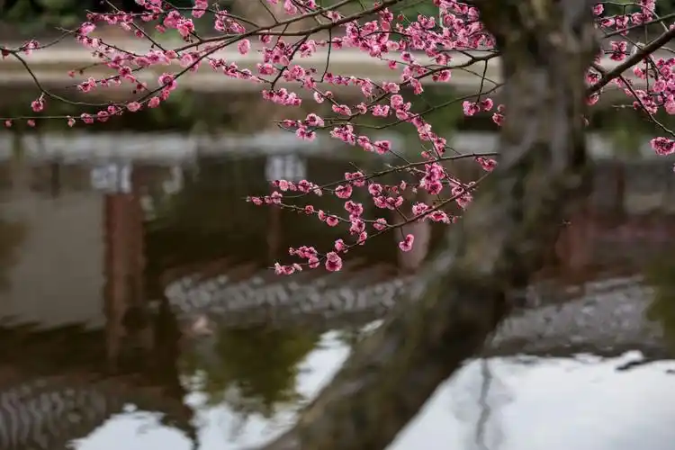 小春何处有梅花,想见水边篱落,数枝斜.