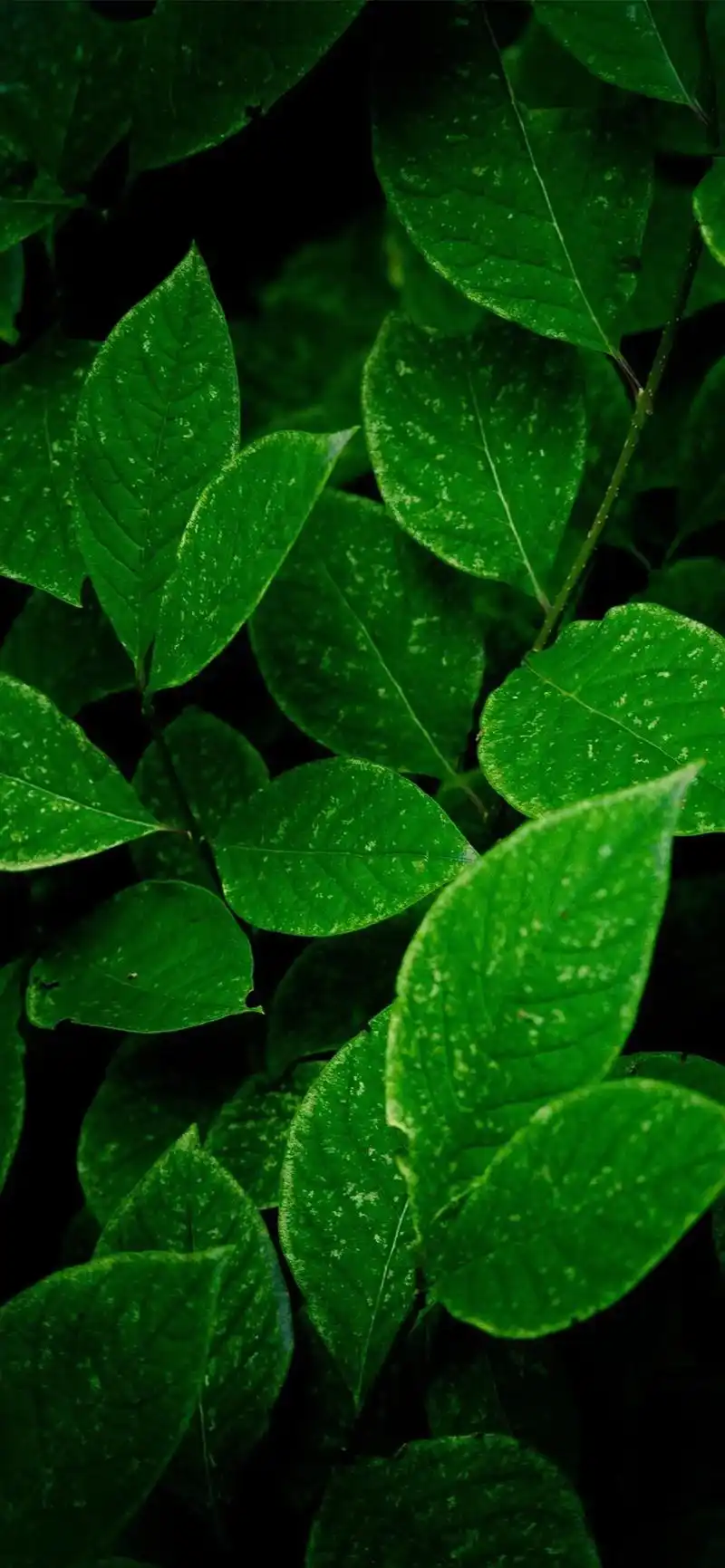 治愈系绿色#一花一草一世界 #美图分享 #手机墙纸 #唯美意 - 抖音