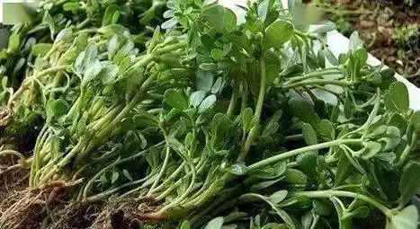 疾病_功效_治疗