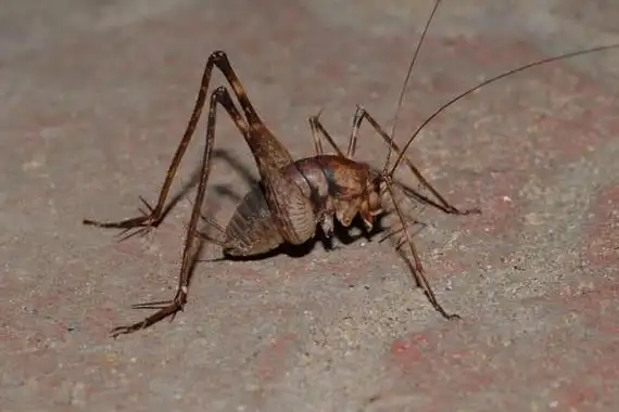 灶马是害虫还是益虫喜欢啃食嫩芽和菜叶属于农业害虫