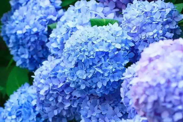 世界上最美蓝色的花世界上最好看的蓝色的花