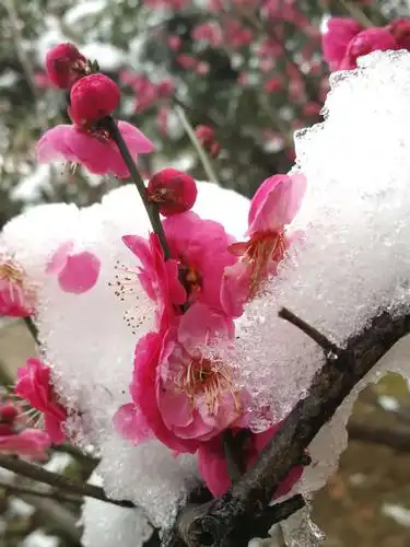 《踏莎行.雪似梅花》  宋 吕本中