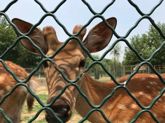 宿迁动物园一日游攻略