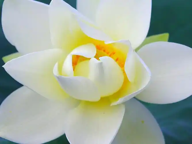 白色荷花( 8张 )