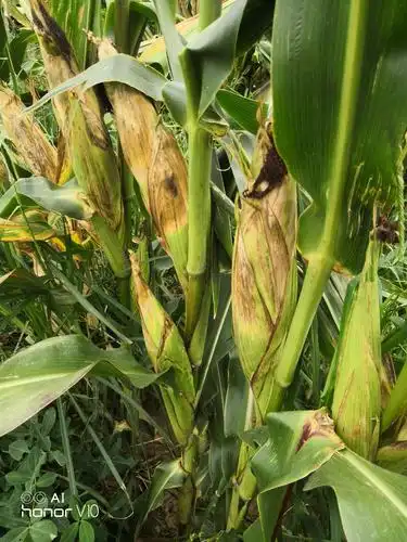 玉米登海511抗病抗虫又抗倒综合性能比较好