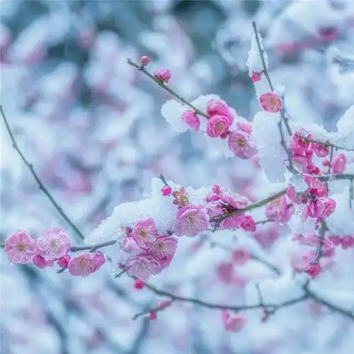 傲雪寒梅头像高清图片
