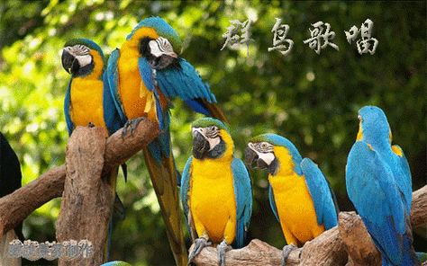 转载难得一见的动态美鸟图