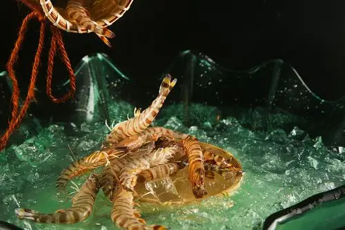 美食摄影丨一组生猛海鲜