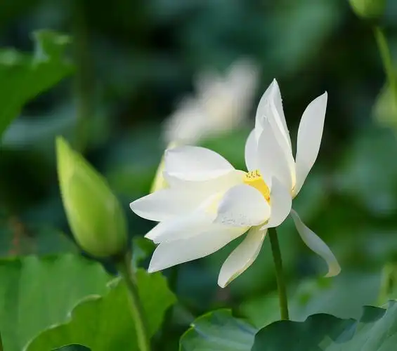 白色荷花( 8张 )