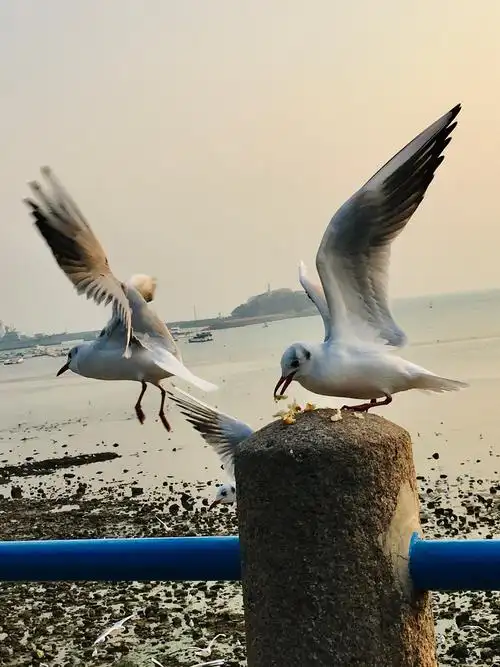 青岛冬日美丽的海鸥 - 美篇