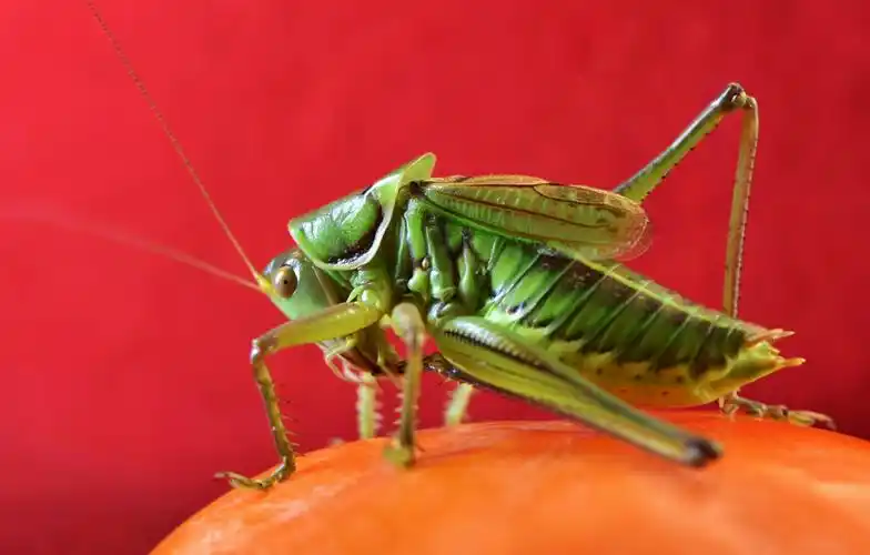 鸣虫蝈蝈(续篇)