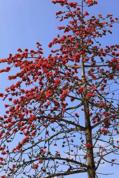 寻找木棉树,随拍,拍到秀眼鸟和苍鹭鸟与木棉花同框