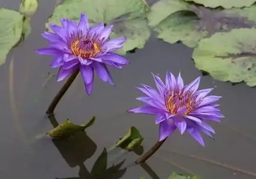 世界上最罕见的莲花