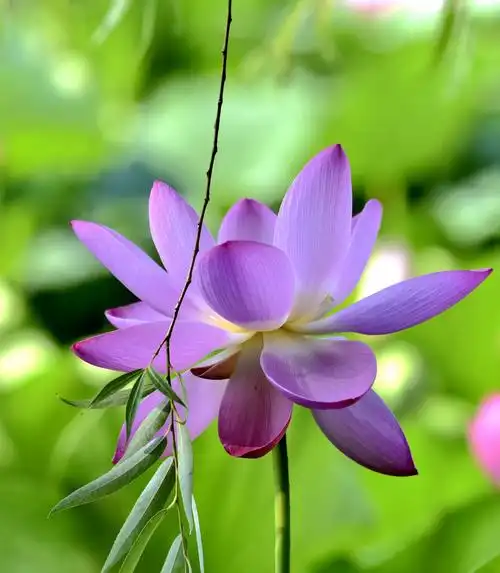 净化灵魂的荷花.