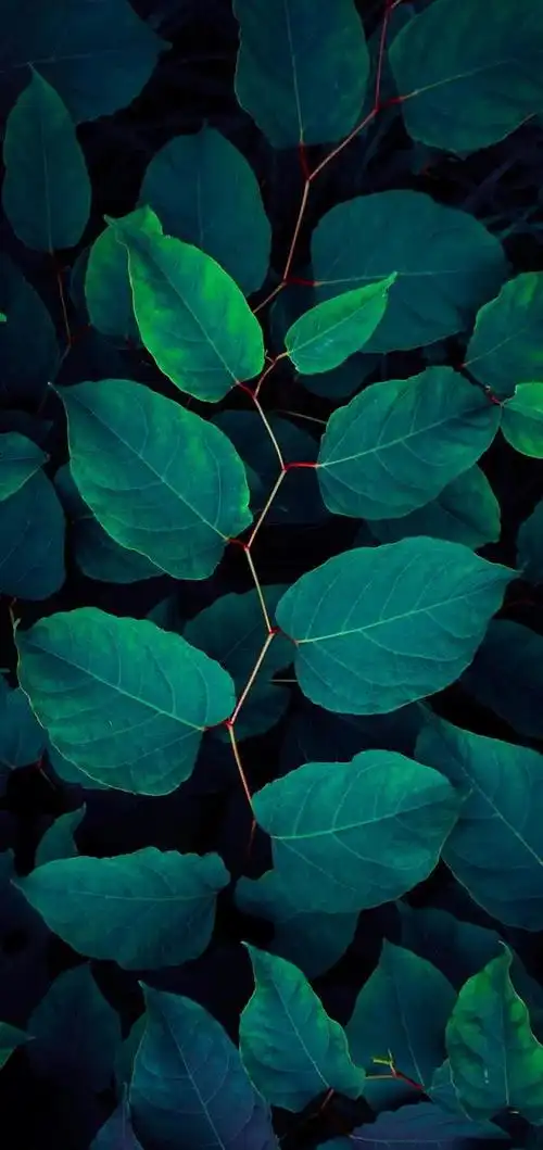 护眼绿色手机壁纸