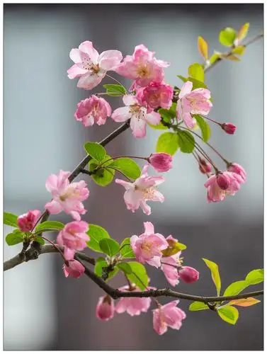 令人心醉的海棠花(精选30图)