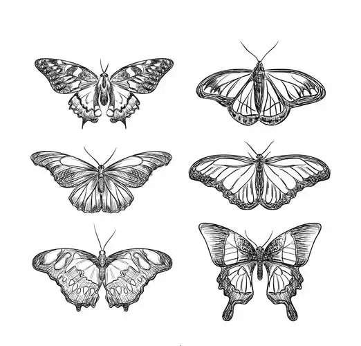 6款逼真手绘蝴蝶矢量素材