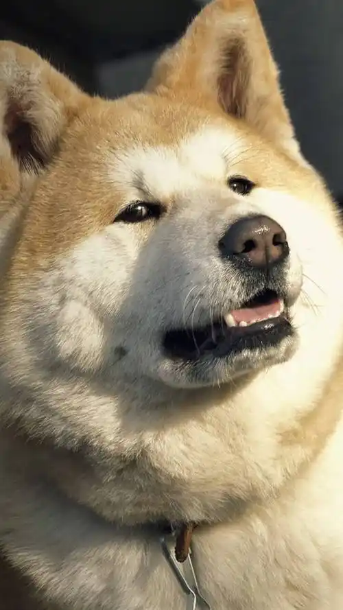 狗狗,萌宠,宠物狗,狗狗,汪星人,手机壁纸日本秋田犬