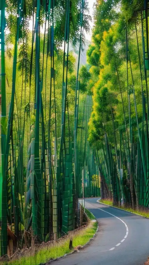 壁纸相册📚竹林间小道🌿