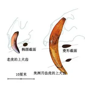 剑齿虎是如何捕食猎物的