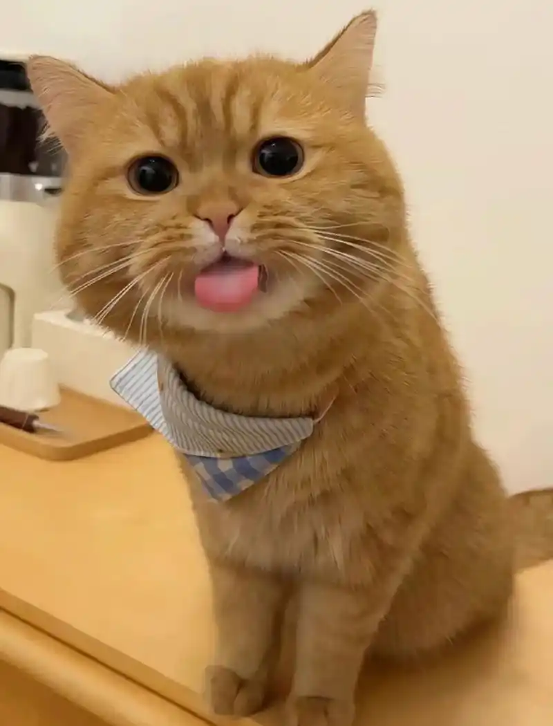 会撒娇的小猫咪惹人爱.