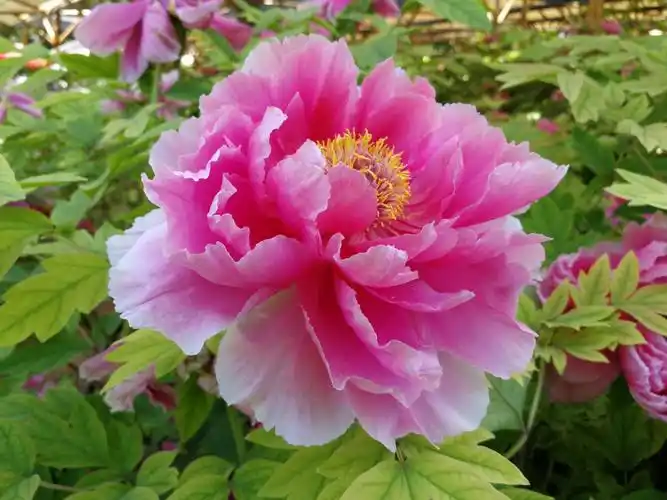 洛阳牡丹花娇艳