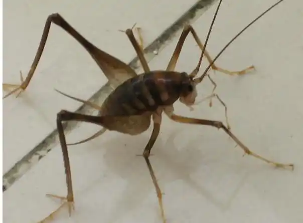 展开全部 灶马 长腿昆虫,像蟋蟀 无翅膀