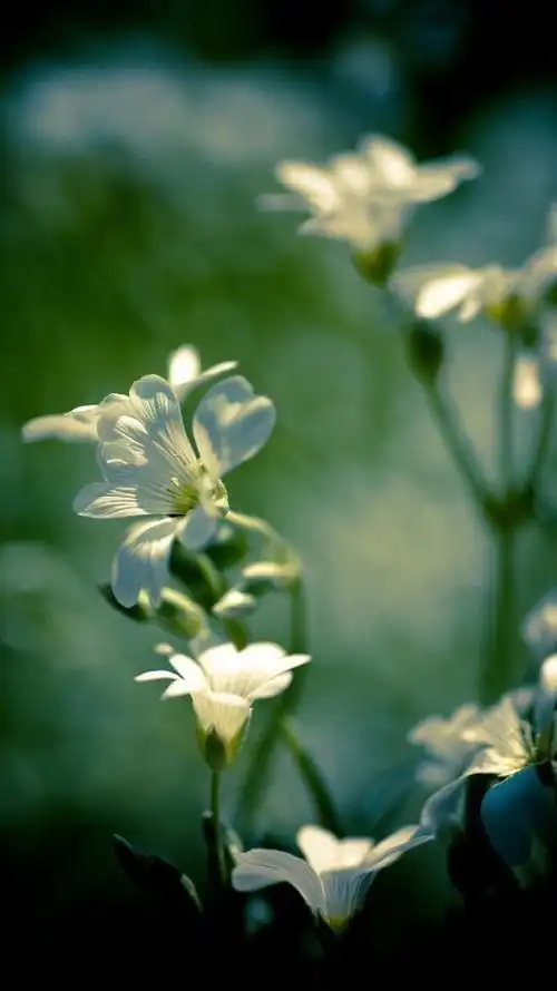素雅唯美鲜花特写