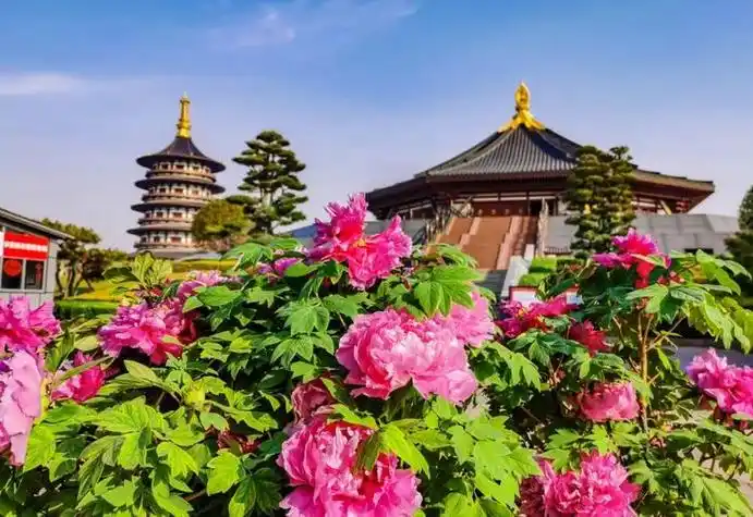 洛阳牡丹花会什么时候开始