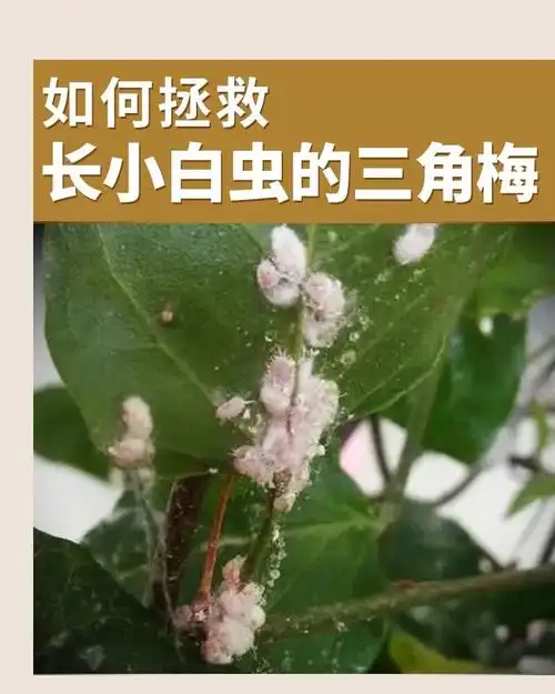 三角梅上长了好多白色虫子,好像是蚧壳虫