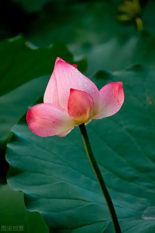 50张唯美禅意风景图片.高清淡雅意境壁纸,让人心静的自然美图