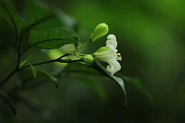 七里香花图片大全七里香花语及寓意