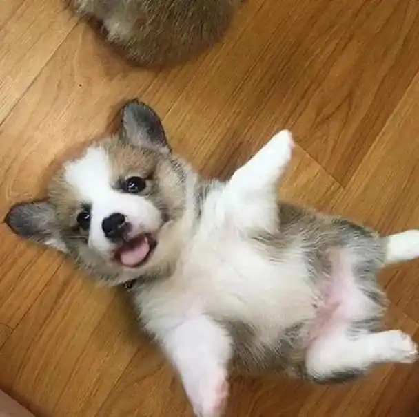 养狗久了才知道,狗狗"露肚子"给你看,是在给你信号