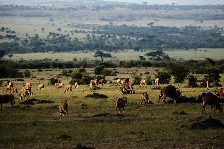 肯尼亚-东非大草原