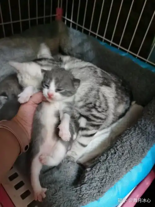 美短加白母配英短蓝猫公生下的小猫是怎么样的?求图?