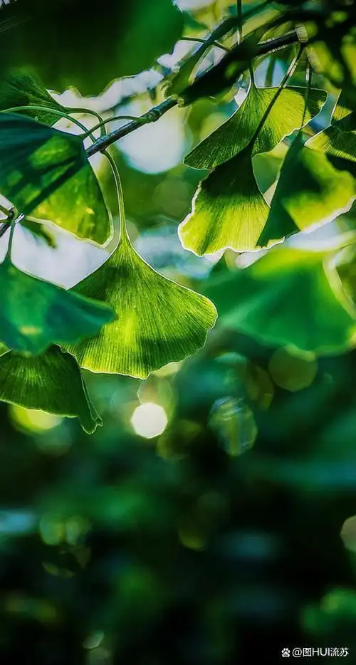 绿色系超清新壁纸