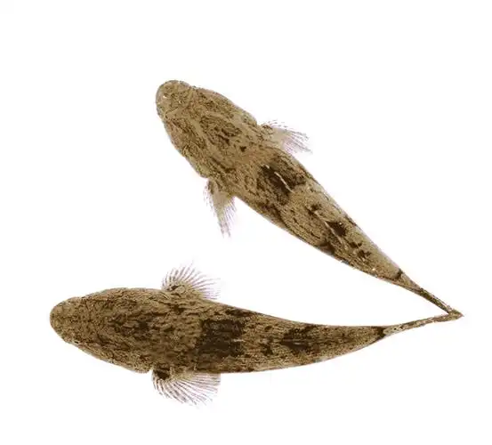 泰国笋壳鱼鱼苗