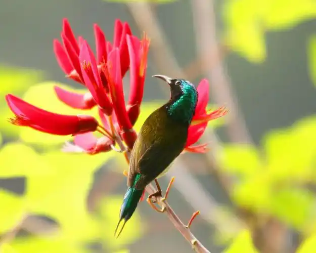 大自然,叉尾太阳鸟,花卉,停歇的叉尾太阳鸟壁纸