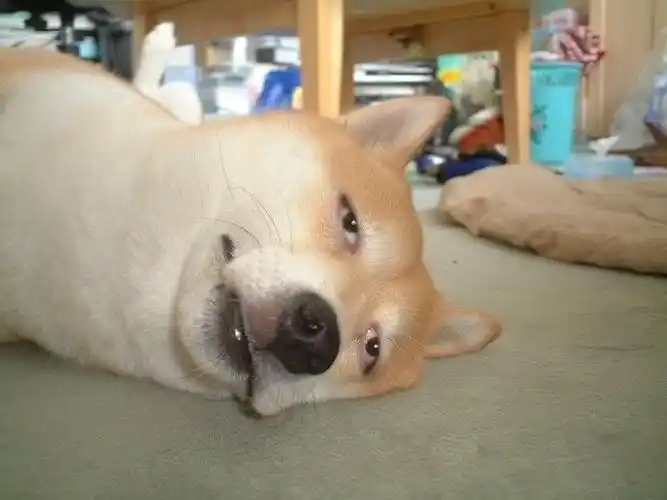 追求完美,就是追求完蛋