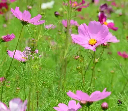 未来一个月,4属相吉星庇佑,桃花朵朵开,招财添贵旺家业