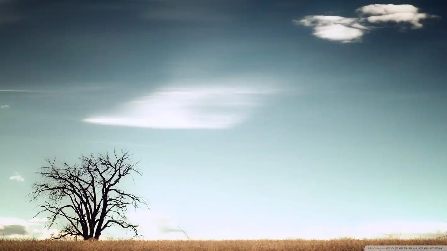 云朵,天空,白云,自然风光,极简,蓝色风景,大树,壁纸,1920x1080