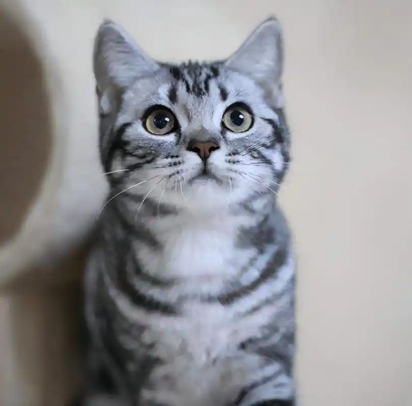 美国短毛猫价格美短猫